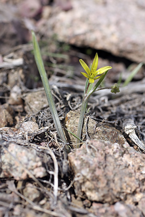 Image of Gagea turkestanica specimen.