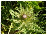 Cirsium roseolum. Раскрывающееся соцветие. Республика Татарстан, Нурлатский р-н. 13.07.2005.