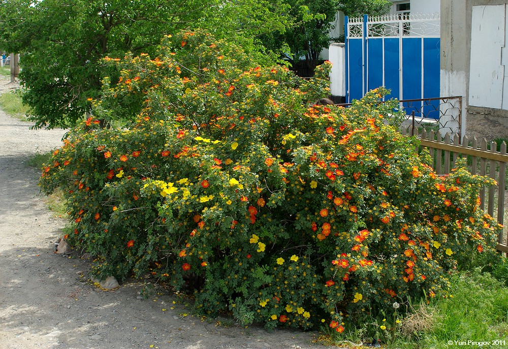 Изображение особи Rosa foetida.