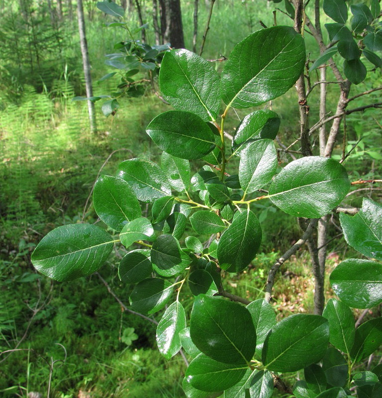 Изображение особи Salix starkeana.