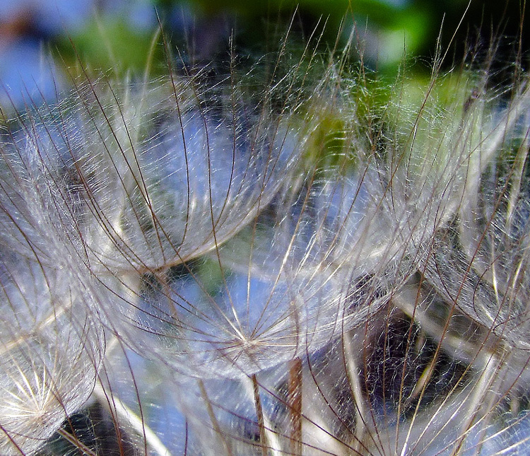 Image of Tragopogon porrifolius ssp. longirostris specimen.