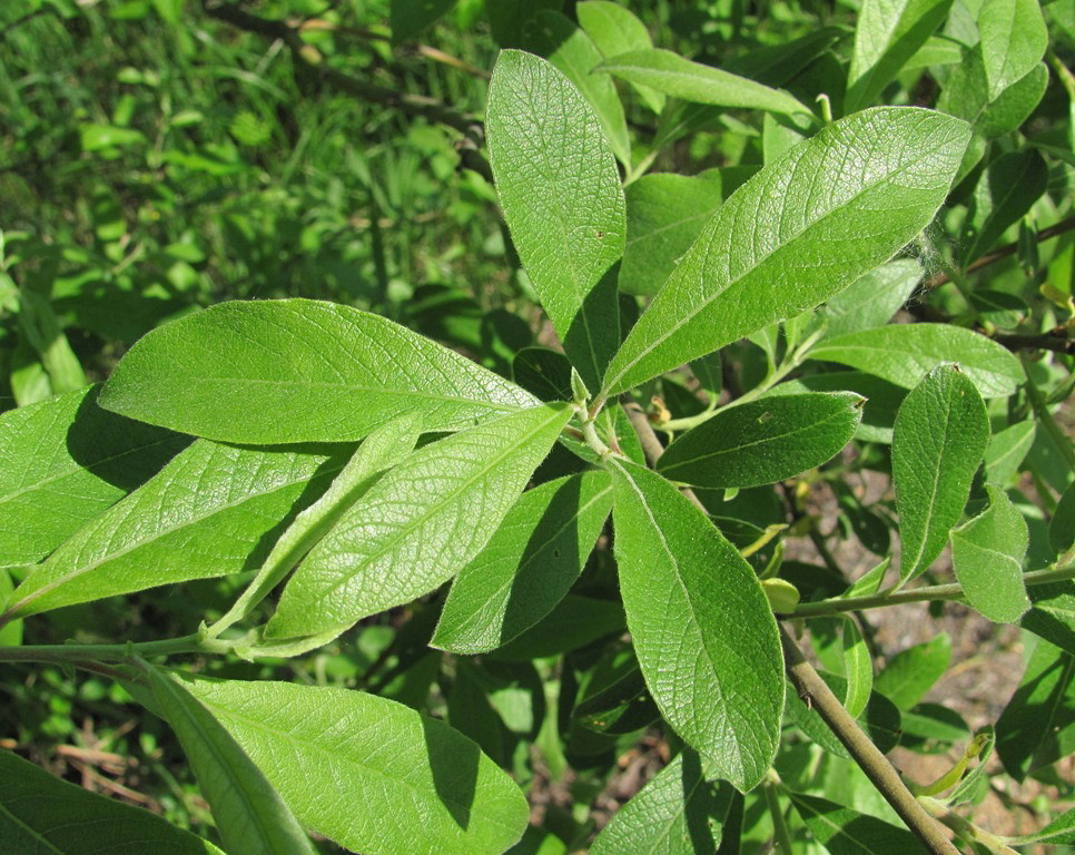 Image of Salix &times; laurina specimen.