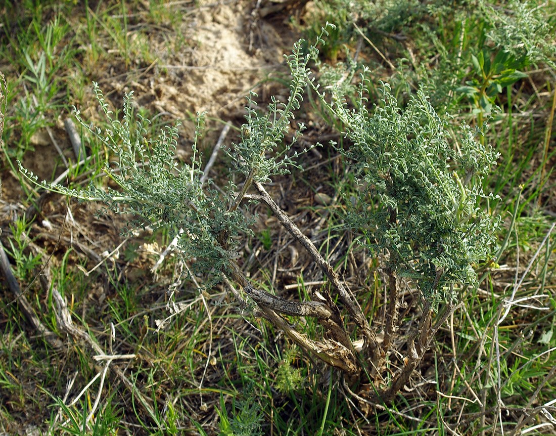 Image of Astragalus neolipskyanus specimen.