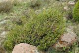 Juniperus turkestanica. Молодой кустарник (справа - можжевельник полушаровидный). Казахстан, Южно-Казахстанская обл., Угамский хр., ущелье р. Сазаната, гребень отрога хребта, 2500 м н.у.м. 05.05.2011.