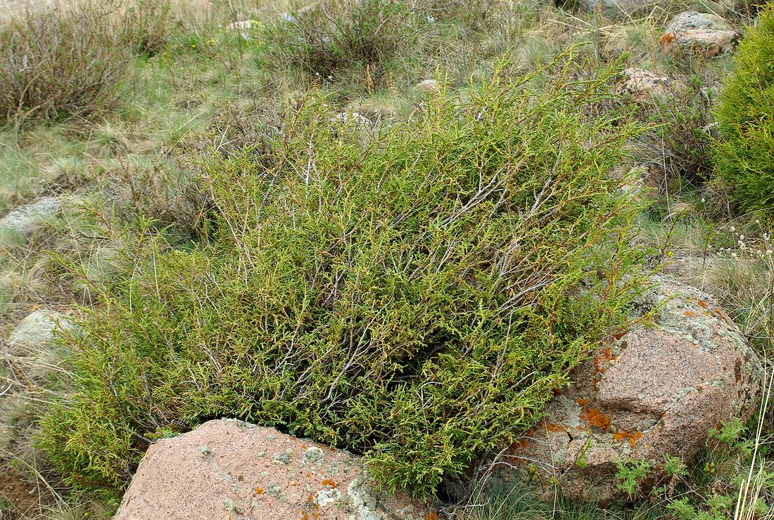 Image of Juniperus turkestanica specimen.