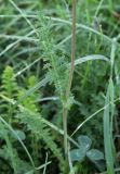 Filipendula vulgaris. Стеблевой лист. Словакия, Кошицкий край, район Рожнява, луг. 31.07.2011.