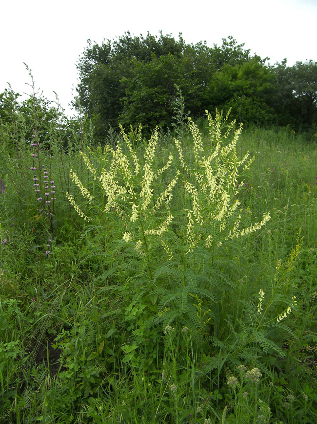 Image of Astragalus galegiformis specimen.