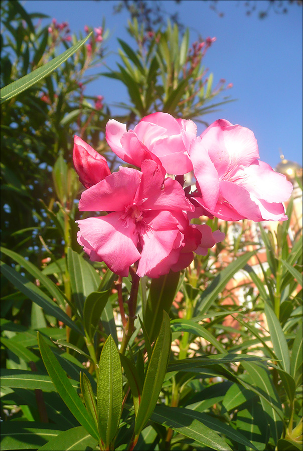 Изображение особи Nerium oleander.