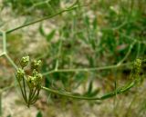 familia Apiaceae. Соцветие в стадии бутонизации. Копетдаг, Чули. Май 2011 г.