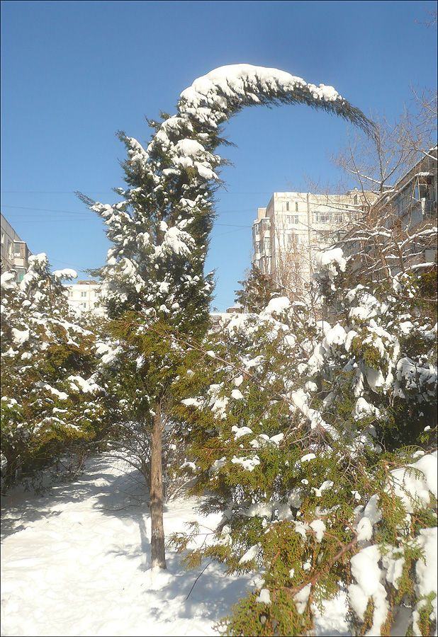 Изображение особи Cupressus sempervirens.