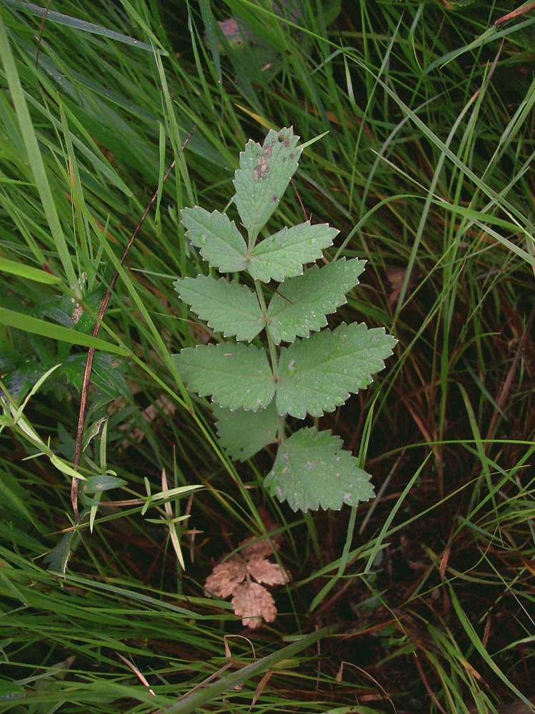 Изображение особи Pimpinella saxifraga.