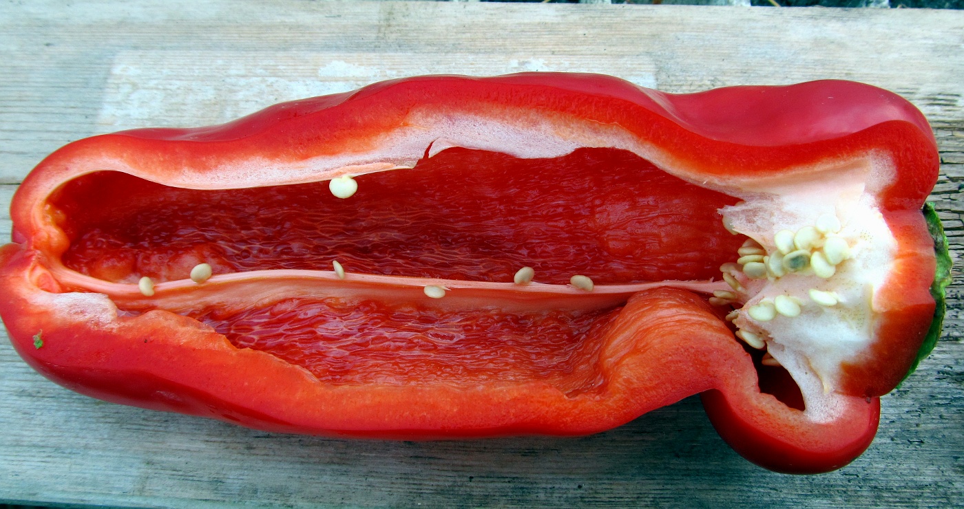 Image of Capsicum annuum specimen.