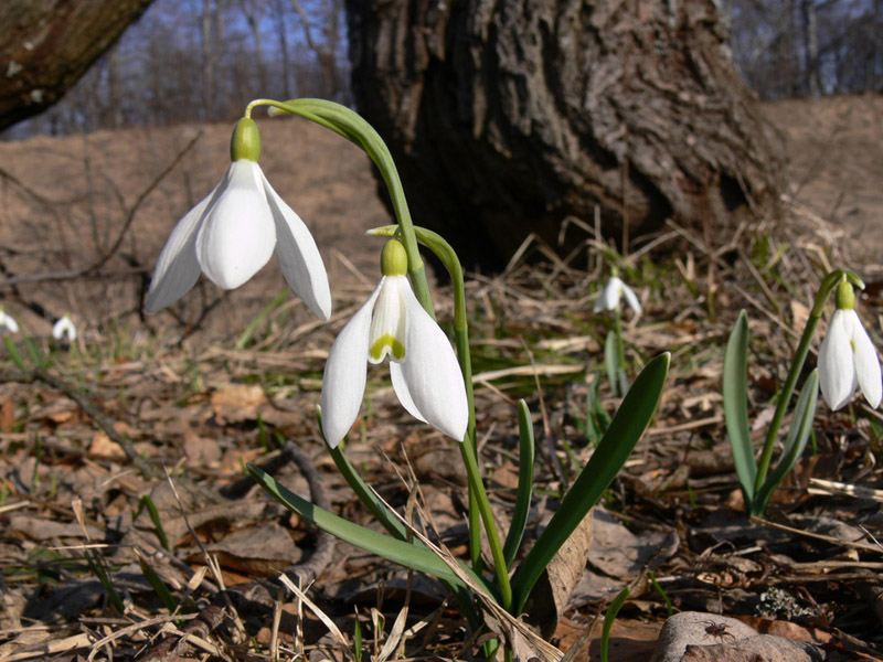 Image of Galanthus nivalis specimen.