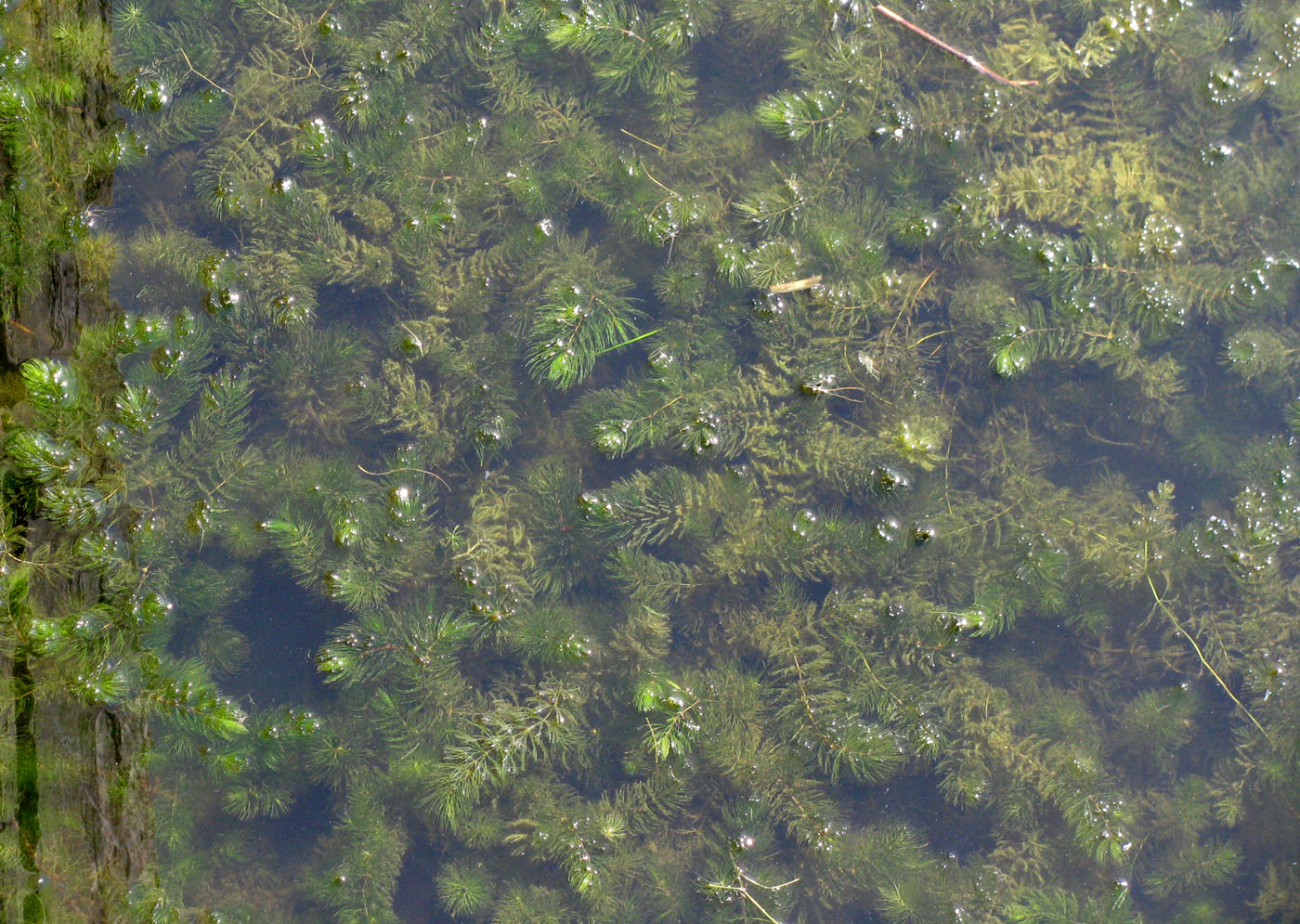 Image of Ceratophyllum kossinskyi specimen.