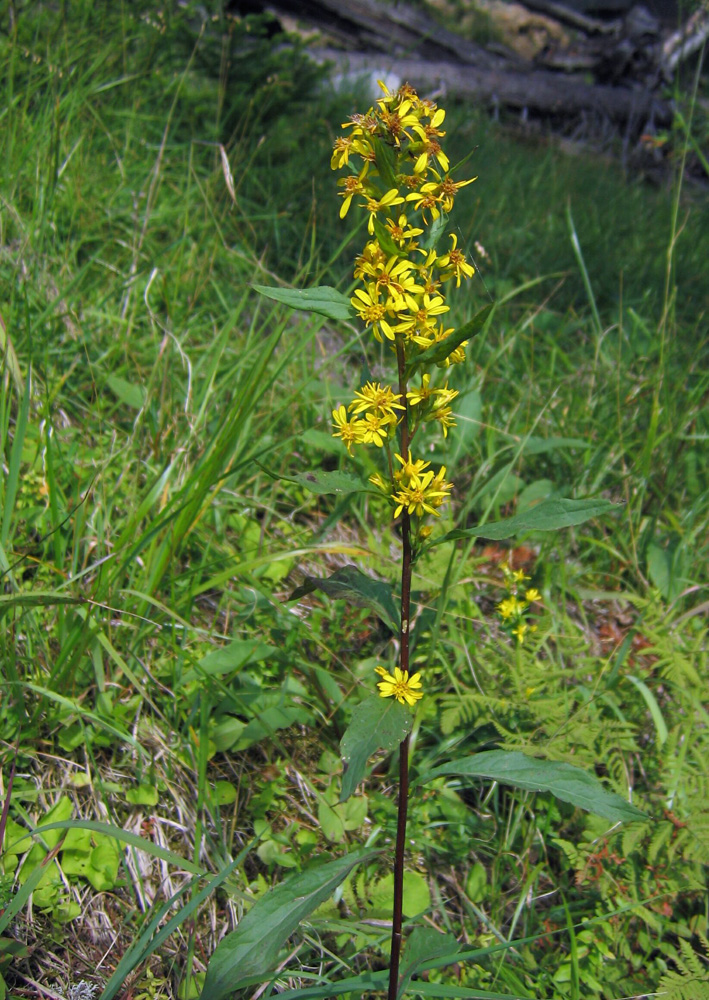 Image of Solidago virgaurea ssp. dahurica specimen.