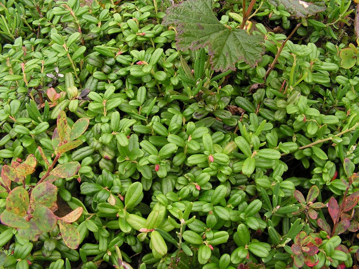 Image of Vaccinium vitis-idaea var. minus specimen.