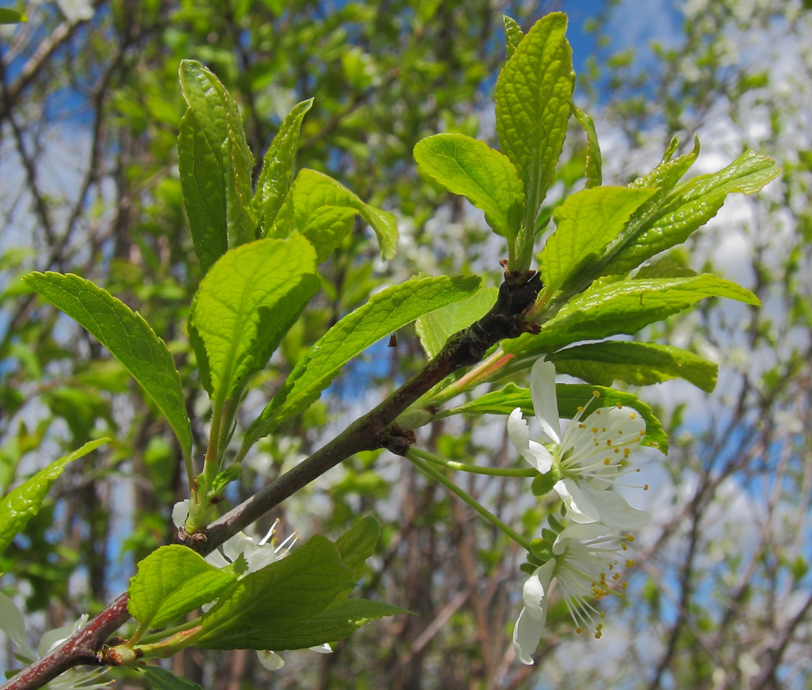 Image of Prunus domestica specimen.