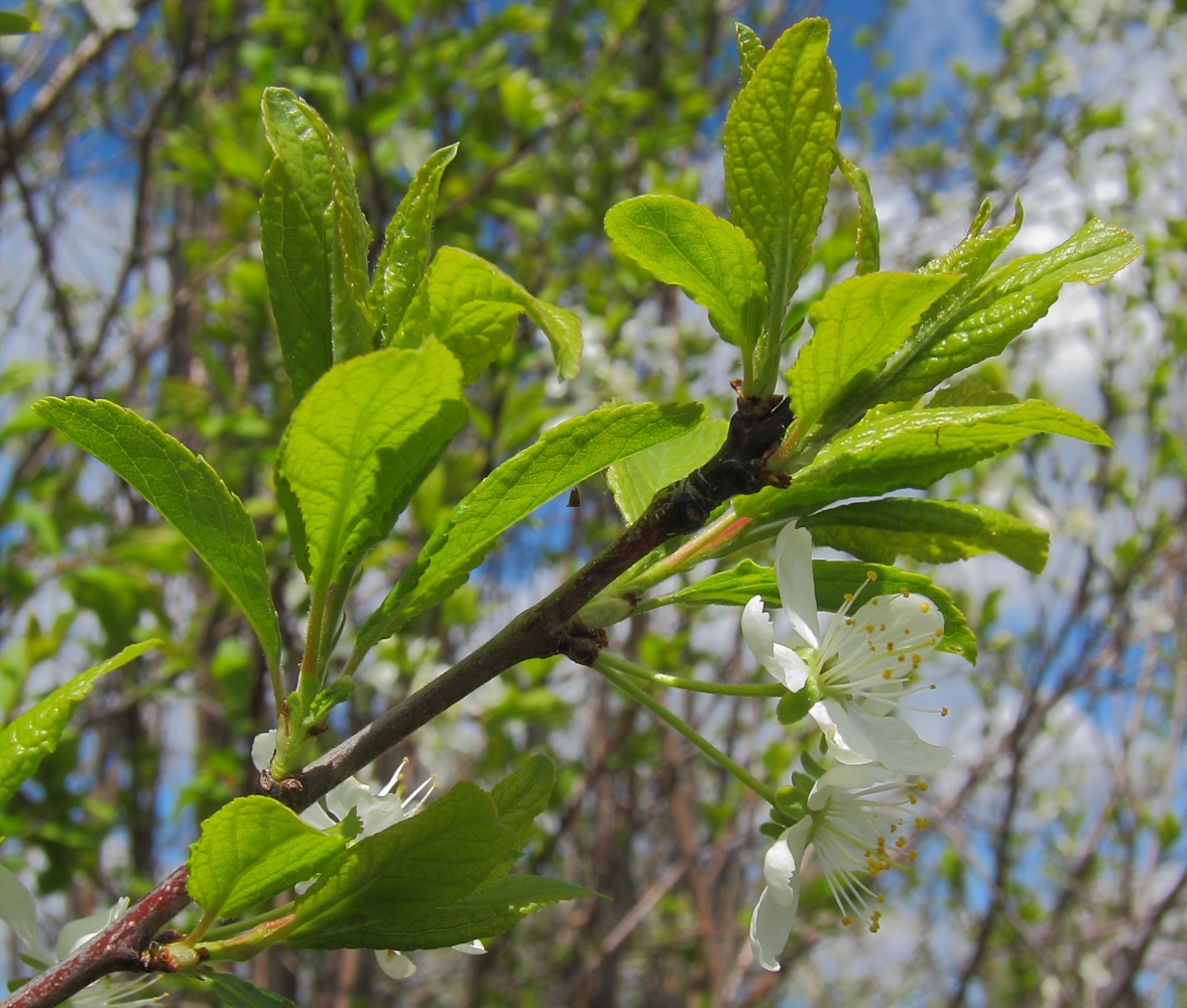 Изображение особи Prunus domestica.