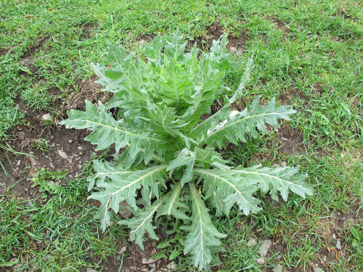 Image of Hyoscyamus niger specimen.
