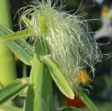 Zea mays. Верхушка соцветия-початка. Видны торчащие из обёрток рыльца пестиков. Московская обл., дачный участок. 20.08.2005.