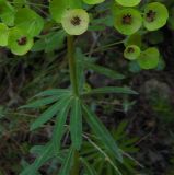 Euphorbia characias подвид wulfenii. Мутовки листьев и соцветия. Турция, пров. Анталья, окр. г. Кемер, каменистый склон. 04.05.2012.