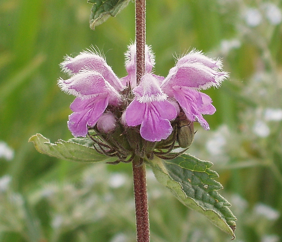 Image of Phlomoides hybrida specimen.