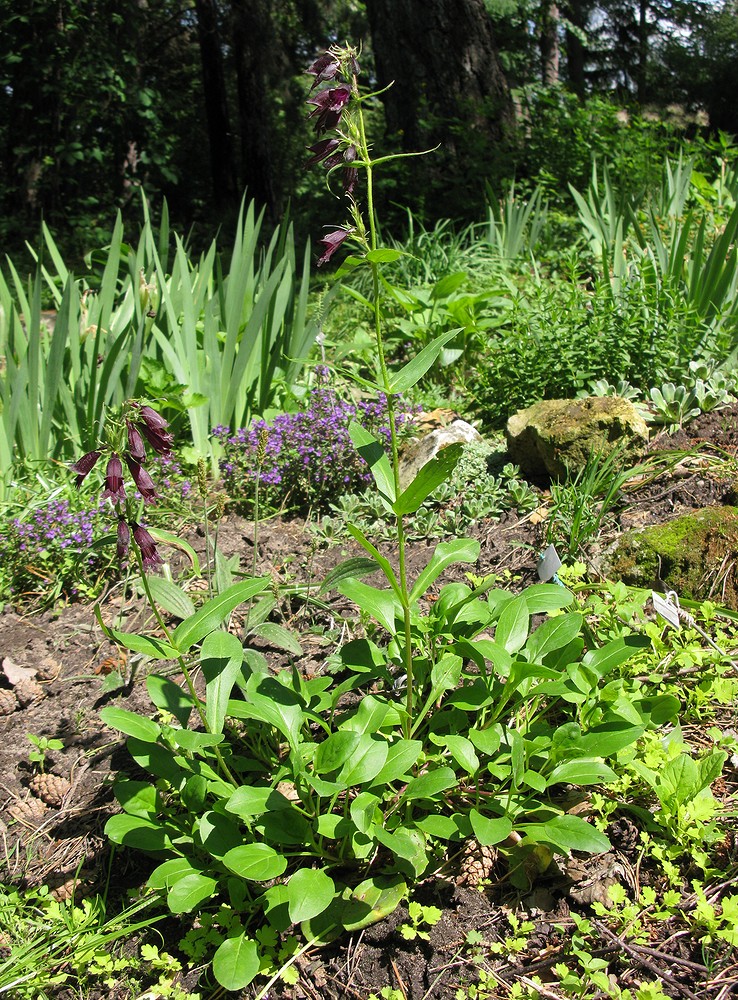 Изображение особи Penstemon whippleanus.