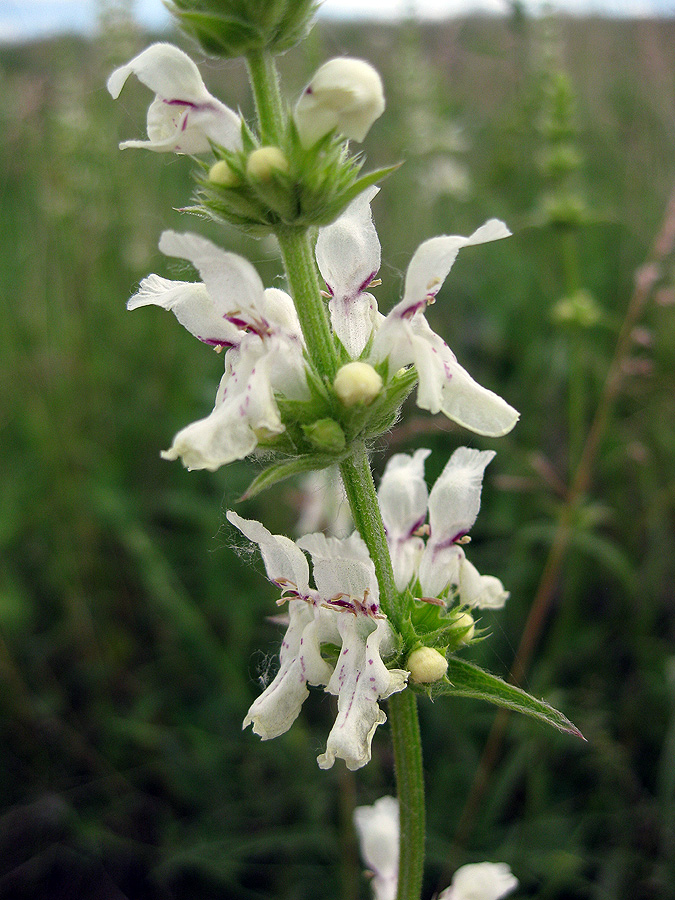 Изображение особи Stachys krynkensis.