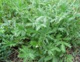 Potentilla conferta