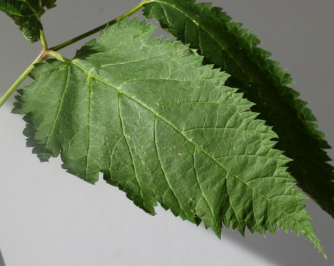 Image of Aruncus dioicus specimen.