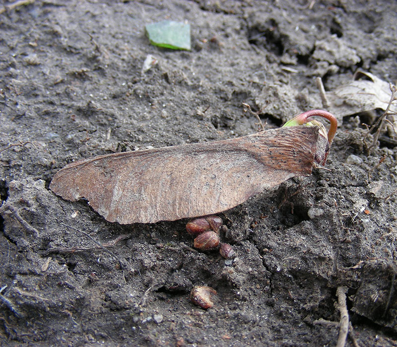 Image of Acer saccharinum specimen.