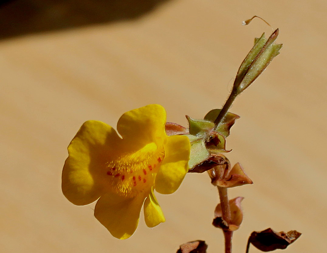 Image of Mimulus guttatus specimen.