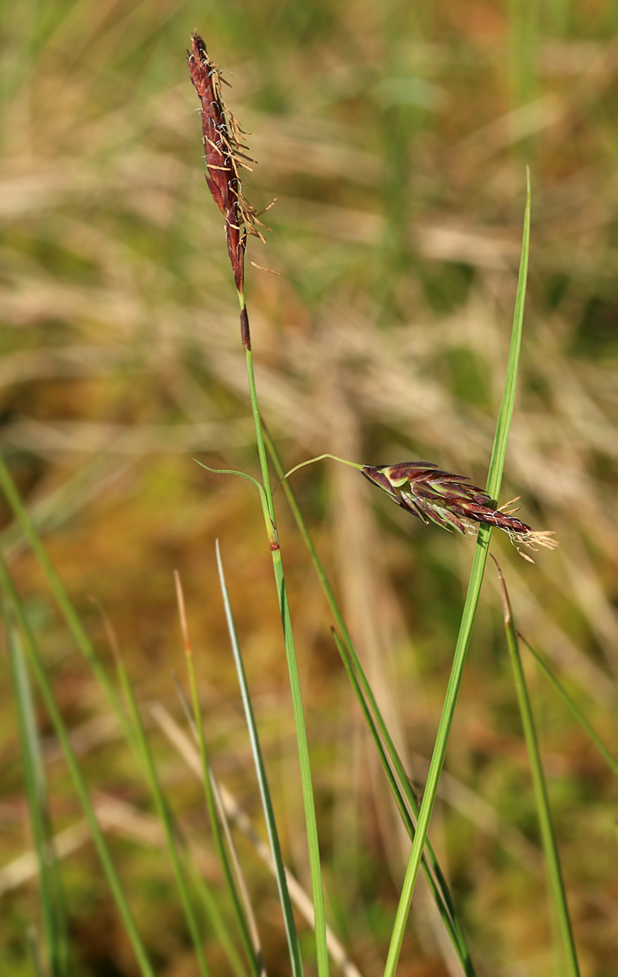 Image of Carex limosa specimen.