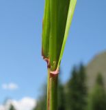 Festuca extremiorientalis