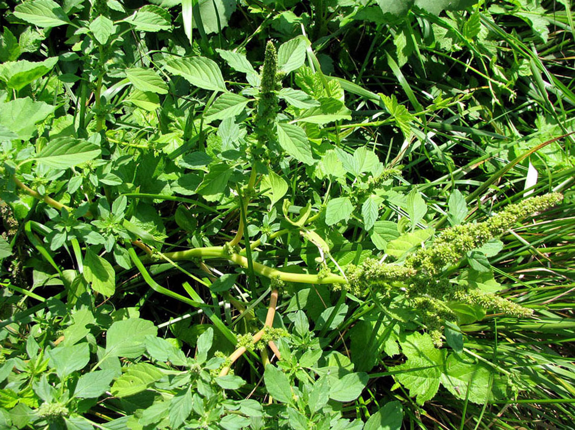 Изображение особи Amaranthus blitum.