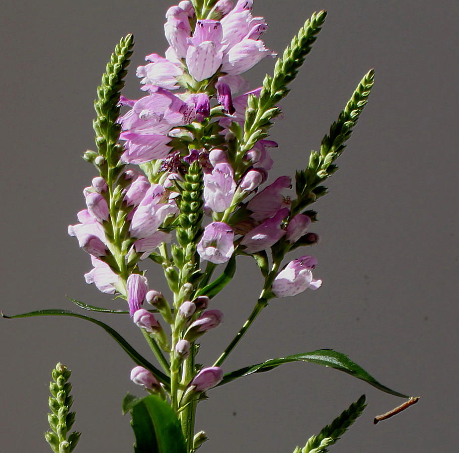 Изображение особи Physostegia virginiana.