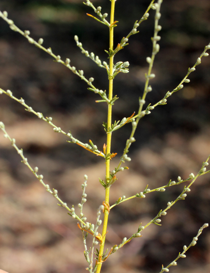 Изображение особи Artemisia serotina.