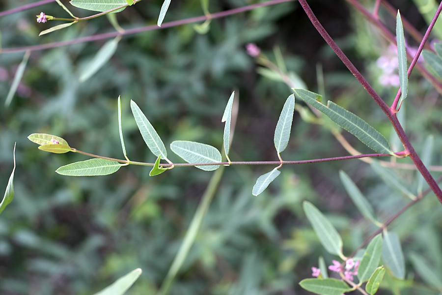 Image of Trachomitum lancifolium specimen.