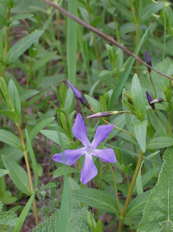 Изображение особи Vinca herbacea.