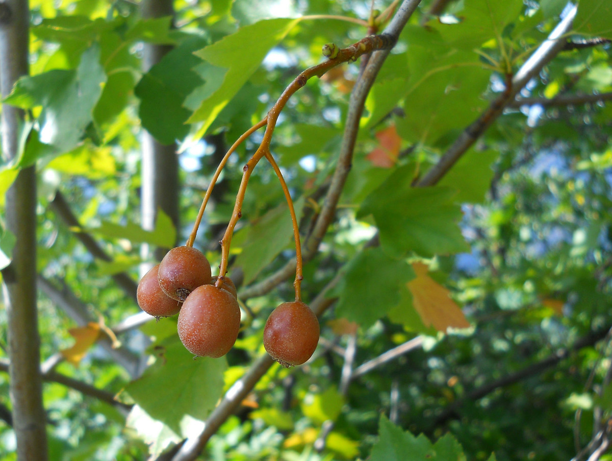 Изображение особи Sorbus torminalis.