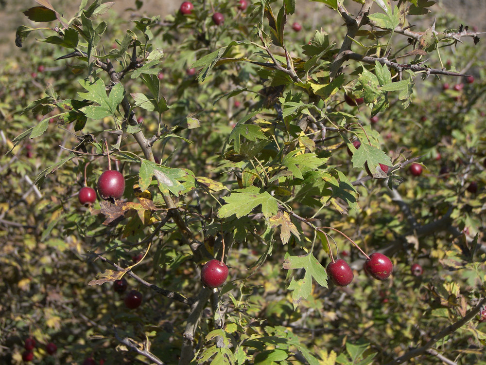 Image of Crataegus caucasica specimen.