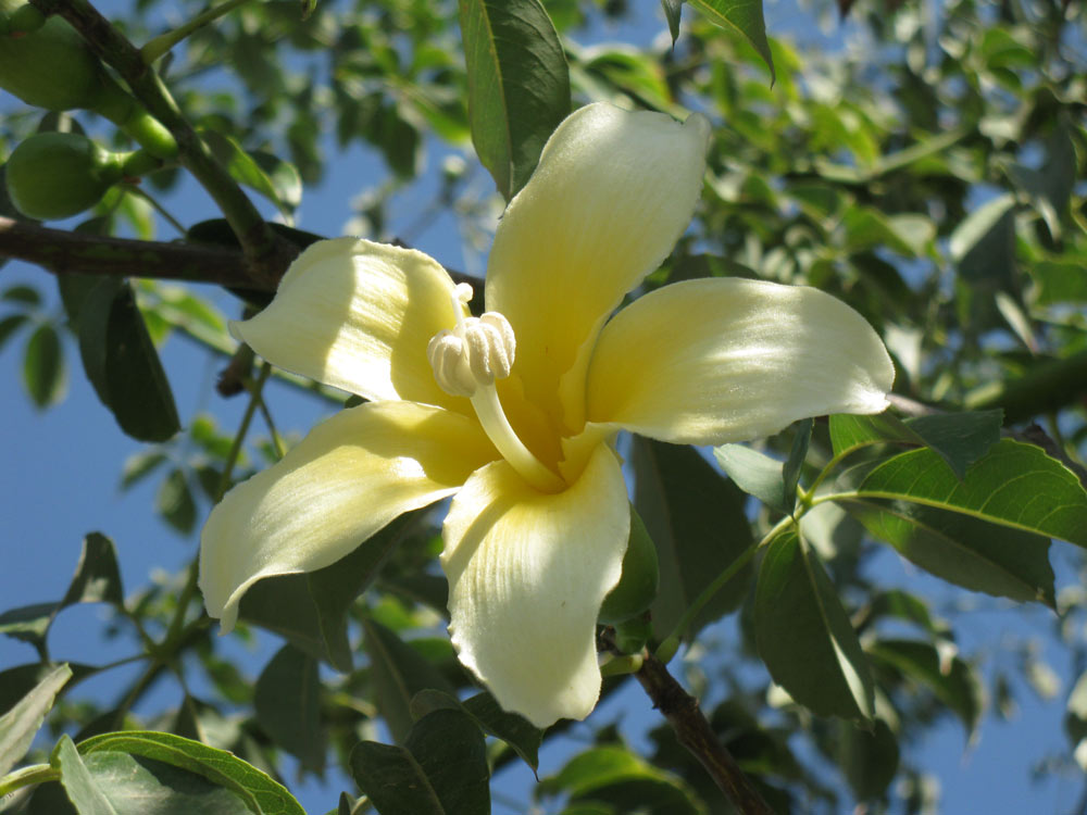 Изображение особи Ceiba insignis.