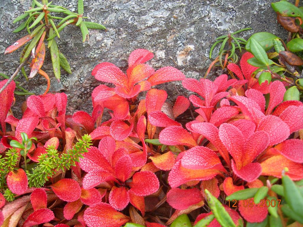 Image of Arctous japonica specimen.