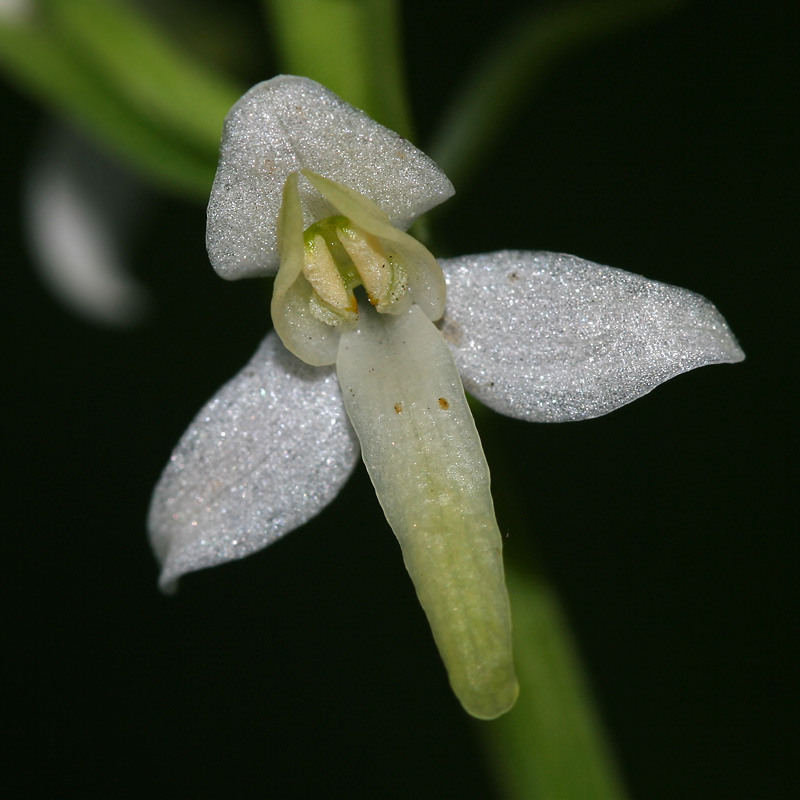 Изображение особи Platanthera bifolia.