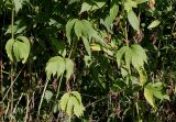 Rudbeckia laciniata