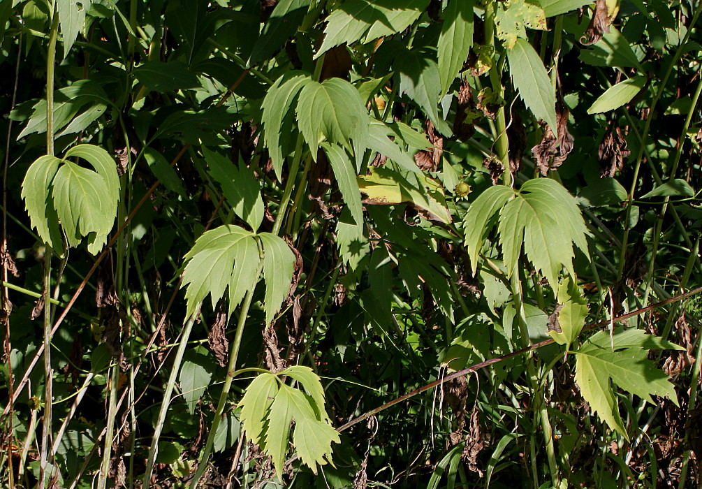 Image of Rudbeckia laciniata specimen.