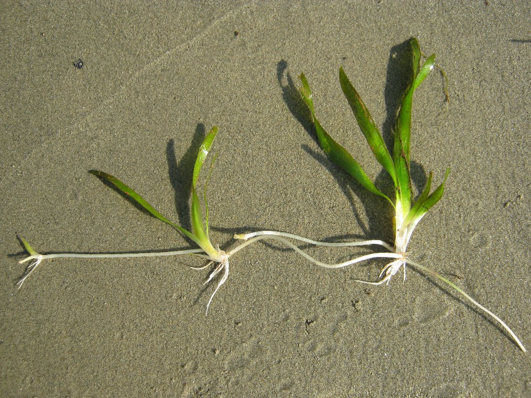 Изображение особи Vallisneria spiralis.