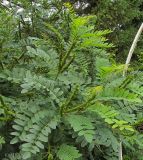 Amorpha fruticosa