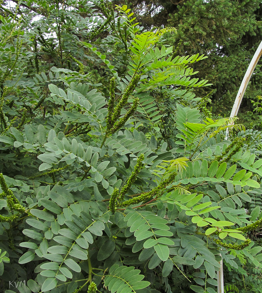 Изображение особи Amorpha fruticosa.