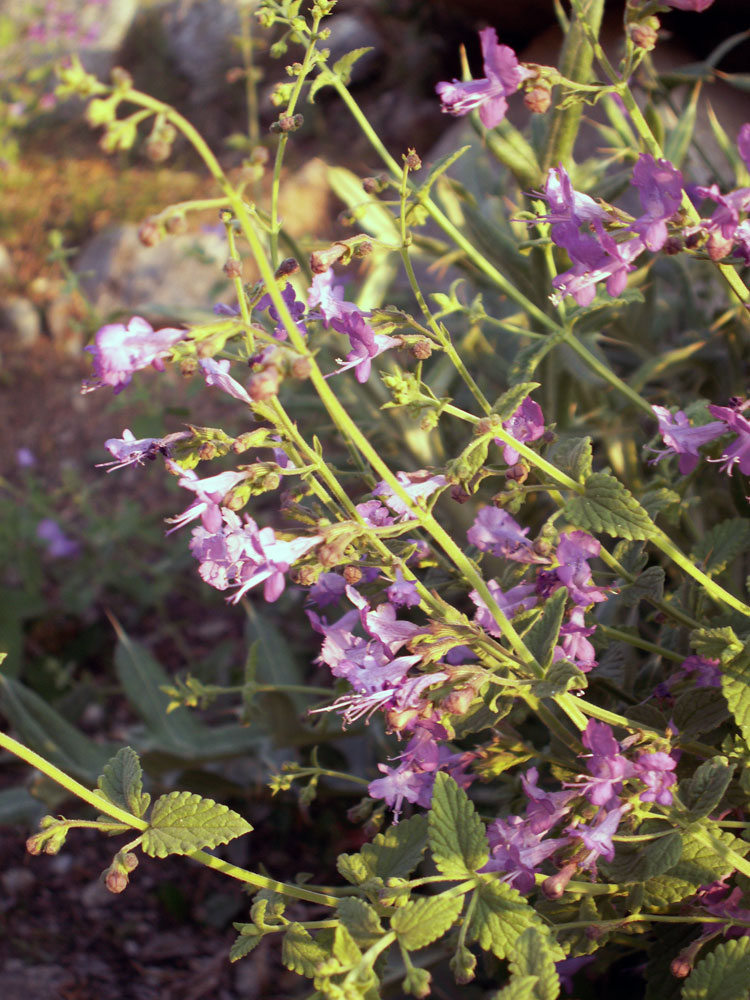 Image of Lophanthus schtschurowskianus specimen.